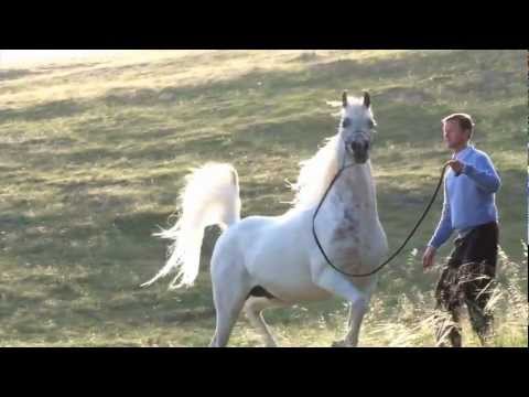 download lagu mp3 mp4 Wh Justice, download lagu Wh Justice gratis, unduh video klip Wh Justice