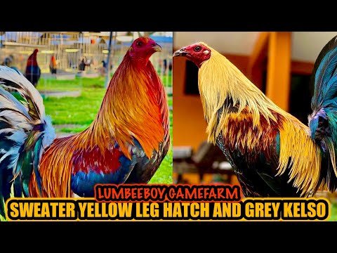 Sweater Yellow Leg Hatch And Grey Kelso ~ LUMBEEBOY GAMEFARM