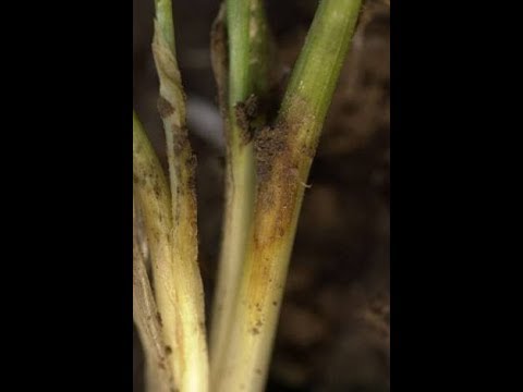 129. Feldexkursion: Weizenerträge 2019 - NU Agrar, 31.07.2019