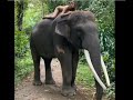 Alesya Kafelnikova Elephant Posing Viral Video Girl On Elephant