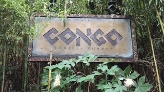 NYC's Bronx Zoo Congo Habitat with 3 baby gorillas