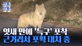 [신통방통] '탈출 늑대' 늑구, 어젯밤 대전 야산서 발견···일주일 전 마지막 식사
