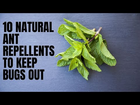 10 Natural Ant Repellents to Keep Bugs Out