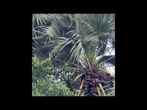 The Incredible Palmyra fruit and Palm: Nature's Versatile Tree