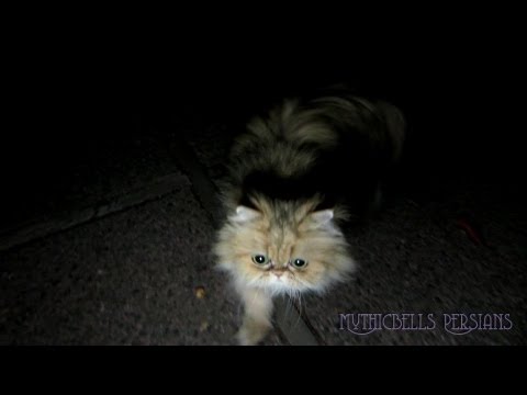 12 09 13 Persian cats at night