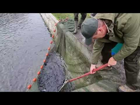 pastravaria moara domneasca