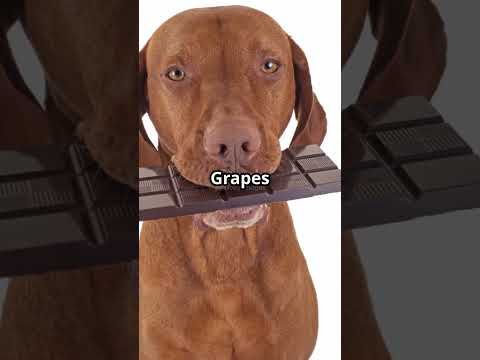 STOP Feeding Your Pet These Foods!