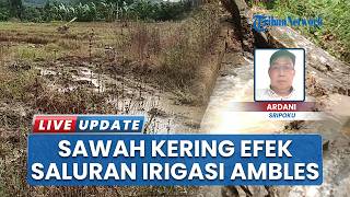 Proyek Irigasi Rp 7,1 M Ambruk, 63 Hektar Sawah Gagal Tanam Sebabkan Ratusan Jiwa Terancam