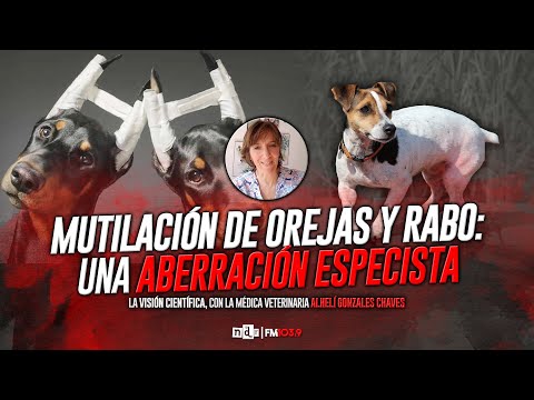 ❌✂️ EAR AND TAIL DOG ​​MUTILATION / 🐶 The SCIENTIFIC VISION, with ALHELÍ GONZALES CHAVES