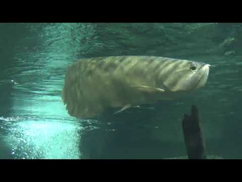 Acvariu Constanța #yft #filmedrona