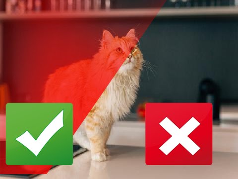 9 Common Cat Behavior Problems (and How to Fix Them)