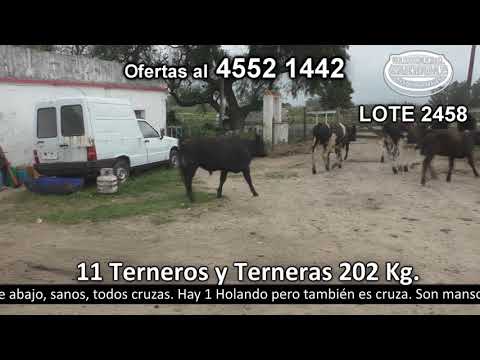 Lote 11 Terneros y Terneras 8 AA c/  HO y 3 HE c/  HO. 202kg -  en Juan Soler - R11 km 43 a 28 Km de Ecilda Paullier