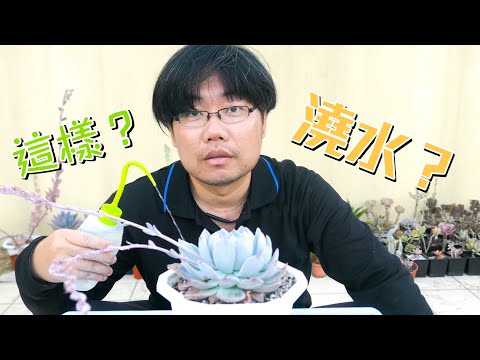 如何幫多肉植物澆水?