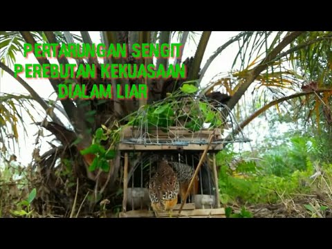 Puyuh Novyj Trend Smotret Onlajn Na Sajte Trendovi Ru