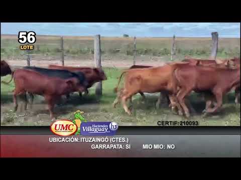 Lote 120 Terneros/as en Ituzaingó, Corrientes