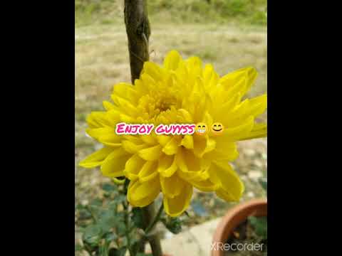 saputangan do kirinda - Hain Jasli [lirik lagu]