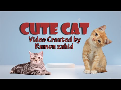 Cute cat