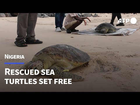 Video Thumbnail: Nigerian conservationists release rescued sea turtles | AFP