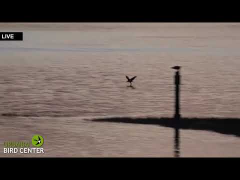¿Cómo se lavan las garras las águilas pescadoras?