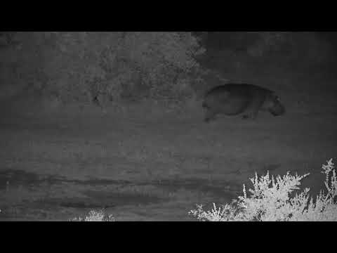 Djuma: Hippo leaving the dam at shallow end - 21:36 - 11/16/2023