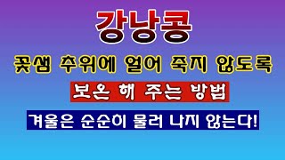 [텃밭농부 1,804]  꽃샘 추위속에 싹이 나오는 강낭콩을 보호 해 주는 방법. #강낭콩재배
