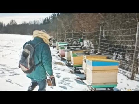 Пчеловодство.Воскресный стрим.Подготовка пчел к зимовке.Сбор гнезда в зиму Обработка перед зимовкой.
