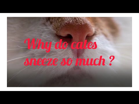 7 Reasons for frequent sneezing in cats