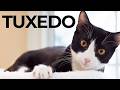 The Quiet Confidence That Makes Tuxedo Cats So Special