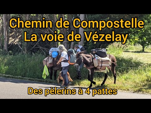Vézelay #46 : des pèlerins à 4 pattes