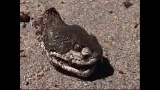 Rattle Snake head still alive!