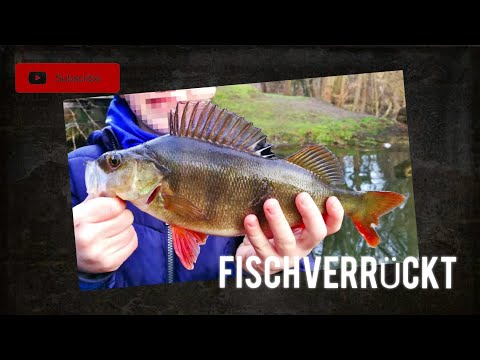 Monsterbarsche an kleinem Graben