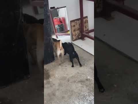 Genaro (perrito negro) ve su reflejo en el espejo por primera vez.