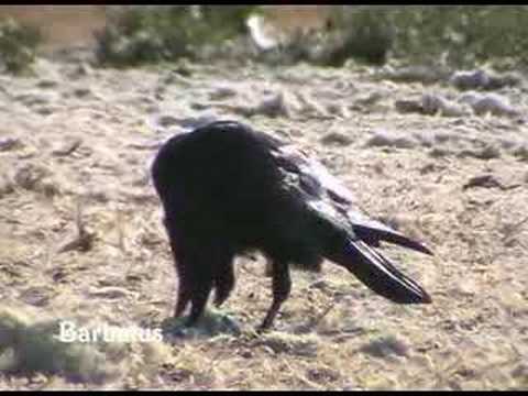 Cuervo ( Corvus corax )