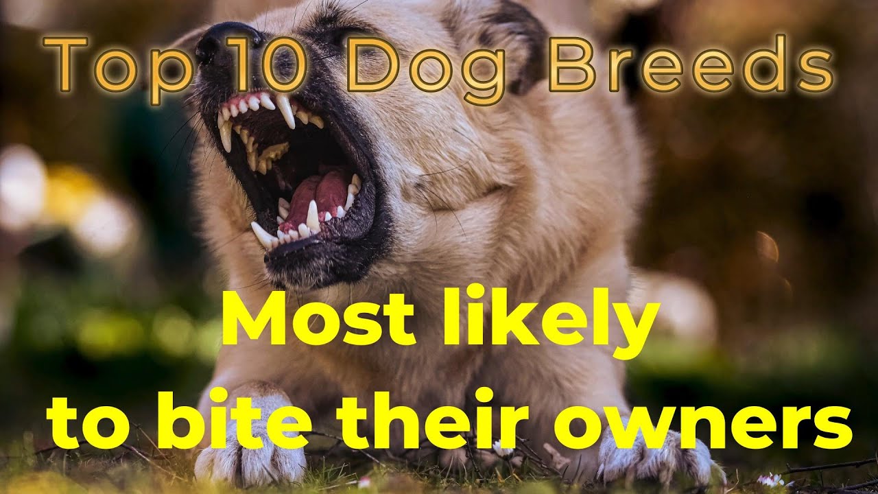 10 dog breeds most likely to bite their owners