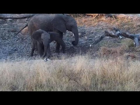 Djuma: Blacksmith Lapwing trying to get Elephants away from it's nest - 16:68 - 07/30/20