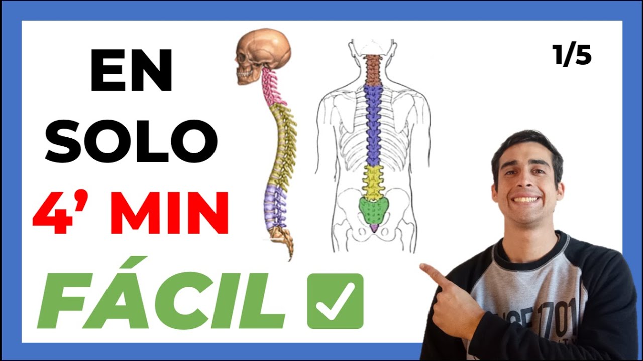 🤯5 LA COLUMNA VERTEBRAL | Anatomia [FÁCIL] ✅ Partes y Funciones