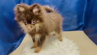 ポメラニアンの動画02