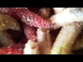 Then Thickens 'Worms' 