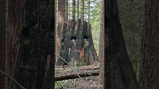 Download lagu BTS | THE PLANET SONG | 행성 | EARTH DAY SPECIAL mp3 Download lagu BTS | THE PLANET SONG | 행성 | EARTH DAY SPECIAL mp3