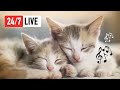 24/7 Music for Cats 🔴 Relaxing Cat Music for Anti-Anxiety, Mood & Sleep