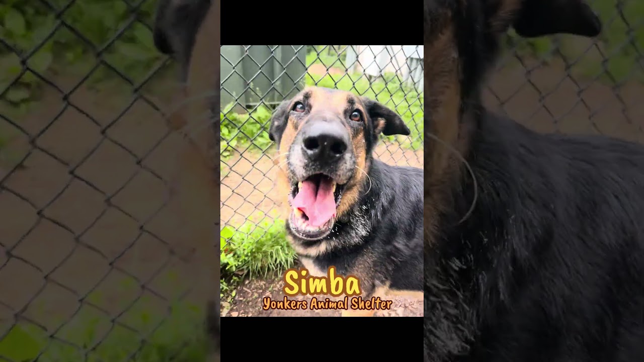 Enlarge Simba, an adopted German Shepherd Dog in Yonkers, NY video 6/6