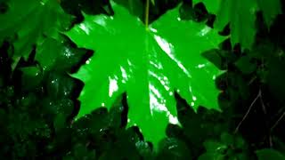 A WALK ALONG THE RIVER