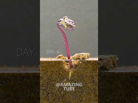 Bean - Time Lapse #timelapse #amazingtube