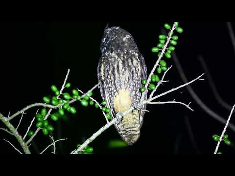 Sova pinašská — Stygian Owl
