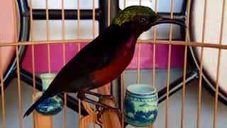 Download lagu Cara Memancing Burung Kolibri Ninja  yang malaes bunyi agar racin gacor dan ngplong mp3