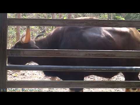 Gaur Worlds  Biggest Wild Cows - Dangerous Gaur of Cambodia