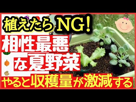 トマトの隣にどの花を植えますか?良い植物の組み合わせ  庭園