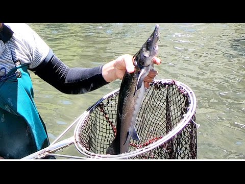 Giant Dragon Sturgeon Fish & Cutting Sturgeon Sashimi