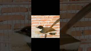 Download lagu burung kipasan gacor#sikatan #sikatanjawa #sikatankipasgacor #shorts mp3