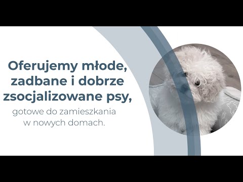 Hodowla bolończyków i rosyjskiej bolonki kolorowej AKHBOTA (FCI) Urszula Koczkodaj - video